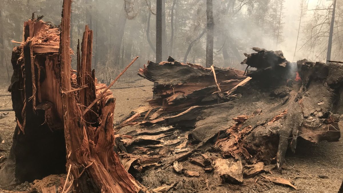 Unikátní snímky: Kalifornské sekvoje přežily ničivý požár